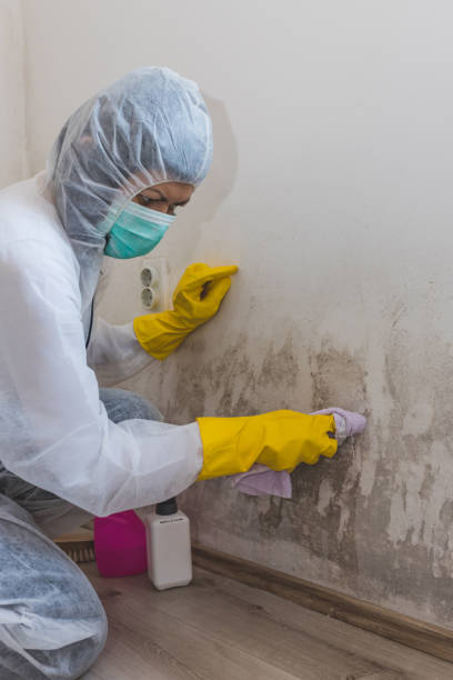 Best Industrial Mold Remediation  in Kidron, OH