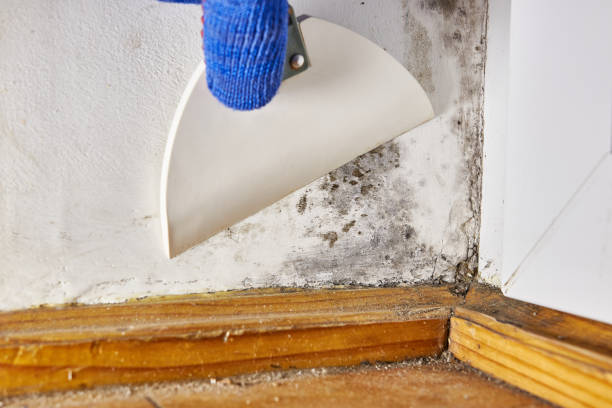 Best Comprehensive Air Testing for Mold Contaminants  in Kidron, OH
